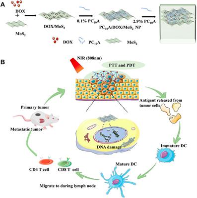 Application of injectable hydrogels in cancer immunotherapy